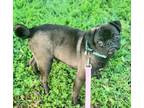 Adopt Bunnie a Pug