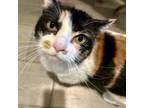 Adopt Maizey a Domestic Short Hair