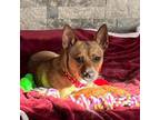 Adopt Meg a Australian Cattle Dog / Blue Heeler