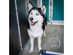 Adopt Chickie a Siberian Husky