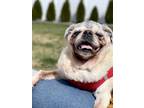 Adopt Theodora a Pug