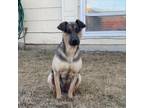 Adopt Buffy aka Buddy a Shepherd