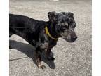 Adopt Vienna a Dachshund