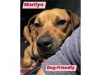 Adopt Marilyn a Black Mouth Cur, Mixed Breed