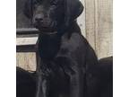 Labrador Retriever Puppy for sale in Greenup, IL, USA