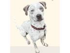 Adopt Cleo a English Pointer, American Staffordshire Terrier