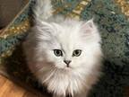 TAMA Shaded Silver MALE Persian