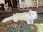 SHIRO White MALE Persian