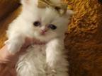 Persian Female Kitten White