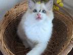 Ragdoll Kitten Purebred