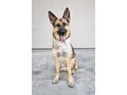 Adopt Liza a German Shepherd Dog