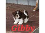 PreTrained ***Gibby