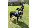 Adopt Doxie a Australian Cattle Dog / Blue Heeler