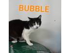 Adopt Bubble a Domestic Short Hair