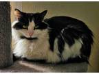 Adopt Cleo a Domestic Long Hair