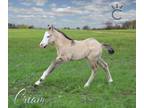 Gorgeous '24 AQHA & APHA Grulla Splash White 1 Colt!