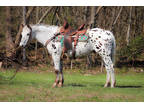 Super Safe Beginner Friendly, Youth Shown Black and White Leopard Appaloosa