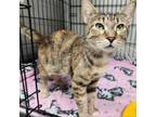 Adopt Monique a Domestic Short Hair