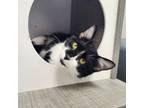 Adopt Alex a Domestic Short Hair