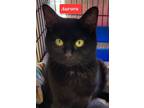 Adopt AURORA a American Shorthair