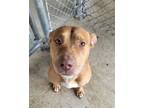 Adopt Lew Lew a Mixed Breed