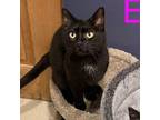 Adopt Espresso a Domestic Short Hair