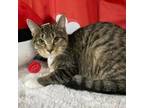 Adopt Vaporeon a Domestic Short Hair