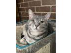 Adopt Oneida a Domestic Short Hair