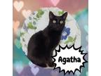 Adopt Agatha Christie a Domestic Short Hair