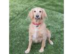 Adopt Lady a Golden Retriever