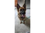 Adopt Molly a German Shepherd Dog