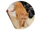 Adopt Clementine a Domestic Short Hair