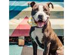 Adopt Clover a Pit Bull Terrier, Mixed Breed