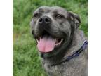 Adopt Hazel a Cane Corso