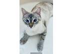 Adopt Hazel a Siamese