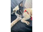 Adopt Bandit: the Heart Stealer! a Border Collie, Canaan Dog