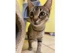 Adopt Riley a Domestic Short Hair