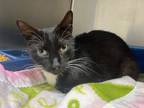 Adopt Blizzard a Domestic Short Hair