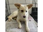 Adopt Summer a Australian Shepherd, Collie