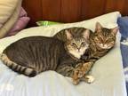 Adopt Tiffy and Taffy (bonded pair) a Tabby, Domestic Short Hair