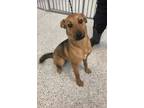 Adopt Lara a Mixed Breed