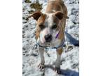 Adopt Belle a Mixed Breed