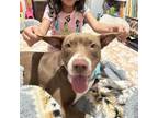 Adopt Maple a American Staffordshire Terrier, Mixed Breed