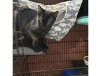 Adopt Samantha a Domestic Short Hair