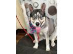 Adopt Paige a Husky