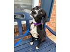 Adopt Laney a Labrador Retriever, Boxer