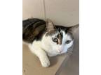 Adopt Pepper a Domestic Short Hair