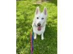 Adopt Missy a Husky