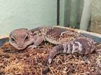 Adopt Winifred a Gecko, Lizard