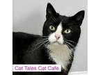 Adopt Treasure a Domestic Short Hair